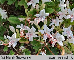 Rhododendron arborescens (azalia drzewkowata)