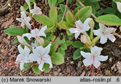 Rhododendron arborescens (azalia drzewkowata)