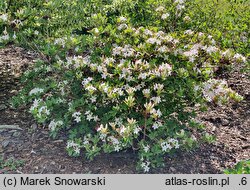 Rhododendron arborescens (azalia drzewkowata)