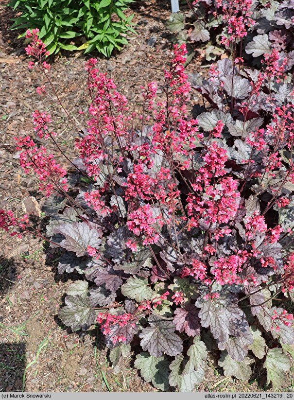 Heuchera Milan