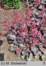 Heuchera Milan