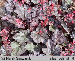 Heuchera Milan