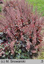 Heuchera Chocolate Ruffles