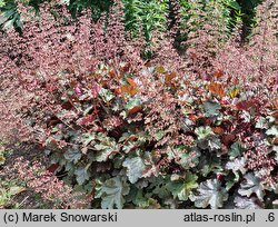 Heuchera Chocolate Ruffles