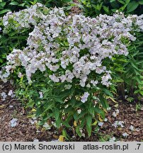 Phlox paniculata Flame Light Blue
