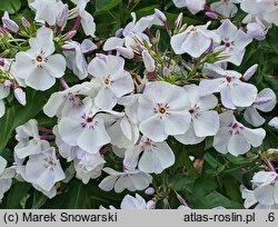Phlox paniculata Flame Light Blue