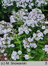 Phlox paniculata Flame Light Blue