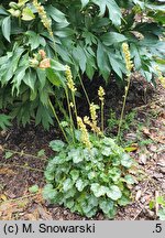 Heuchera Peppermint Ice