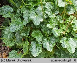 Heuchera Peppermint Ice