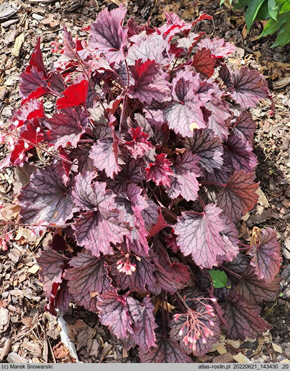 Heuchera Frosted Velvet