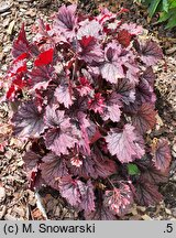 Heuchera Frosted Velvet