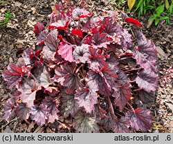 Heuchera Frosted Velvet