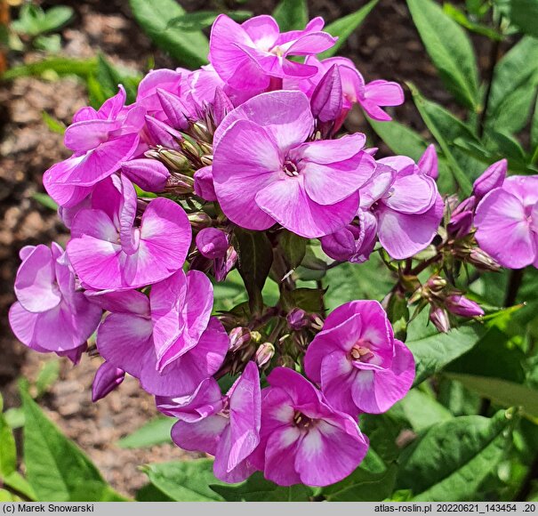Phlox paniculata Peacock Lavender Tricolor