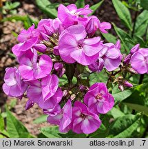 Phlox paniculata Peacock Lavender Tricolor