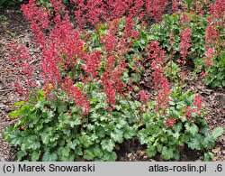 Heuchera Paris