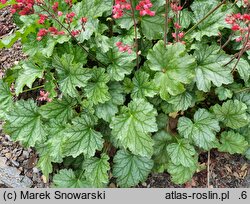 Heuchera Paris