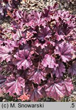 Heuchera FOREVER Purple