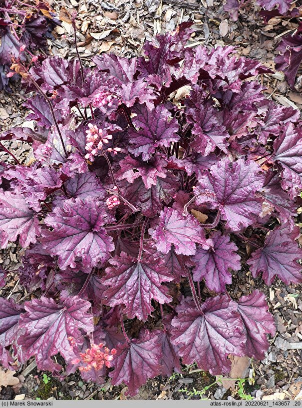 Heuchera FOREVER Purple