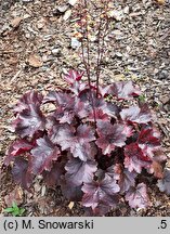 Heuchera Gotham