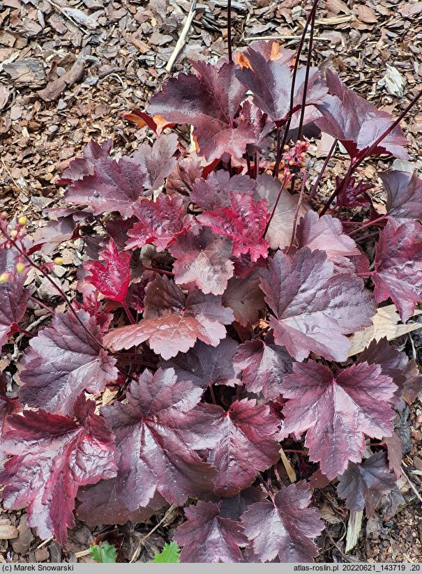 Heuchera Gotham