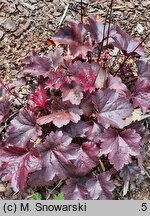 Heuchera Gotham