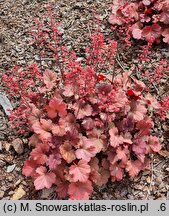 Heuchera Cherry Soda