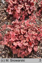Heuchera Cherry Soda