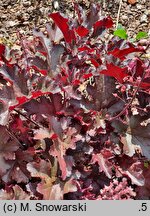 Heuchera Midnight Ruffles