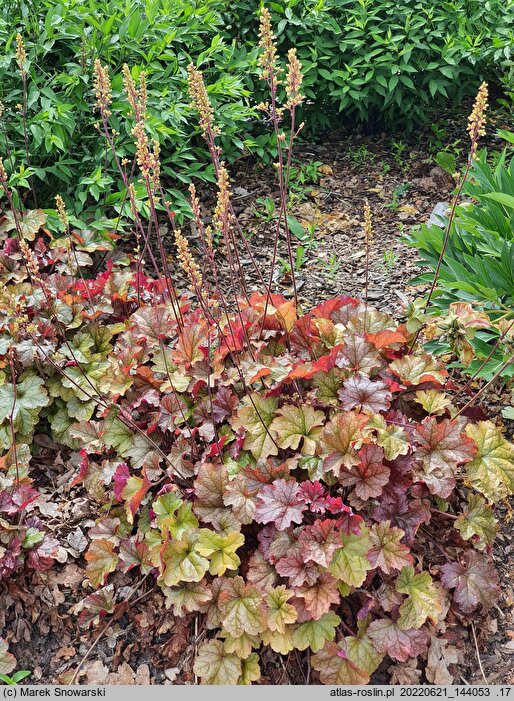 Heuchera World Caffe Romano