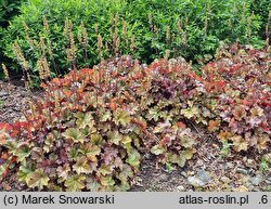 Heuchera World Caffe Romano