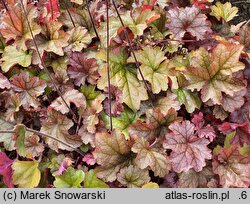 Heuchera World Caffe Romano