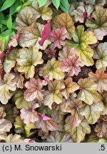 Heuchera World Caffe Romano