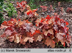 Heuchera Rio