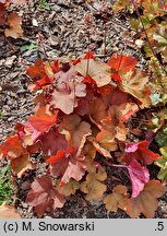 Heuchera Rio