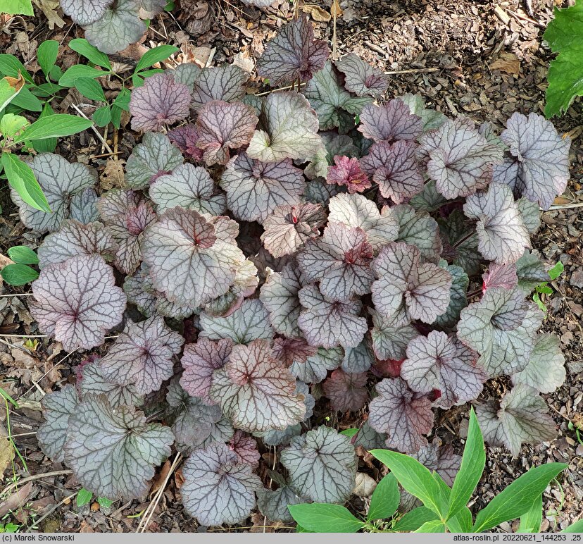 Heuchera Northern Exposure Silver