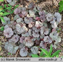 Heuchera Northern Exposure Silver