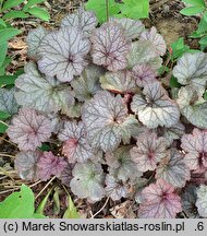 Heuchera Northern Exposure Silver