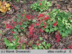 Heuchera sanguinea Ruby Bells