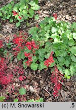 Heuchera sanguinea Ruby Bells
