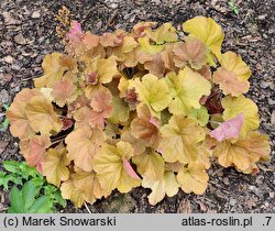 Heuchera Northern Exposure Amber