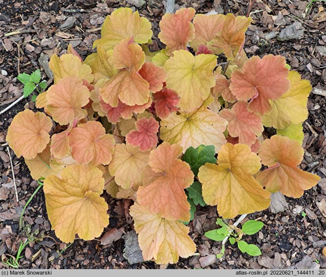 Heuchera Northern Exposure Amber