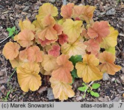 Heuchera Northern Exposure Amber