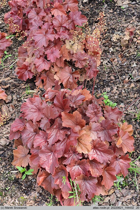Heuchera Northern Exposure Red