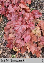 Heuchera Northern Exposure Red