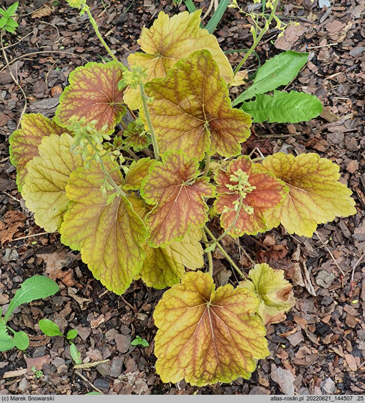 Heuchera Delta Dawn