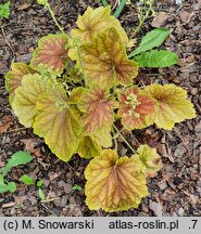 Heuchera Delta Dawn