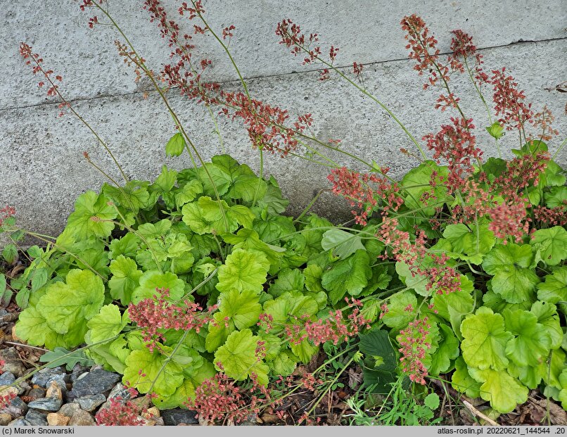 Heuchera THNEUNEL