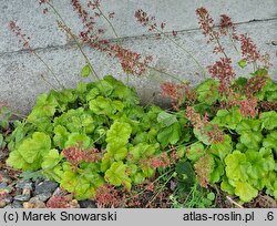 Heuchera THNEUNEL