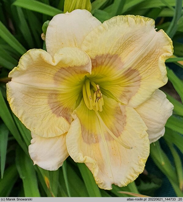 Hemerocallis ×hybrida Bridgeton Bonus
