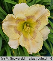 Hemerocallis ×hybrida Bridgeton Bonus